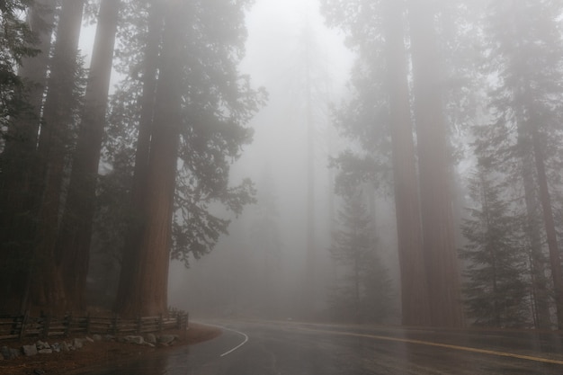 Zdjęcie sequoia national park, kalifornia, usa