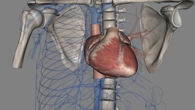 Zdjęcie serce i żyły