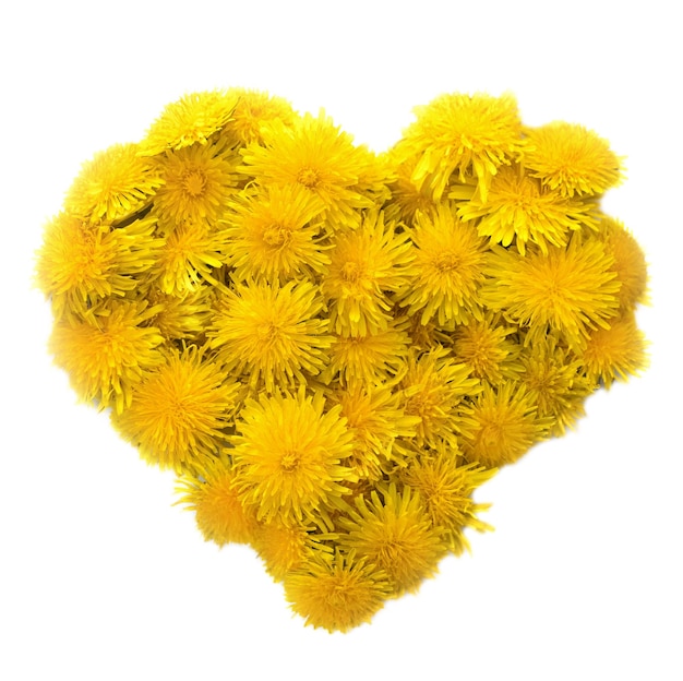 Serce wykonane z żółtych dandelions na białym tle Pojedynczo