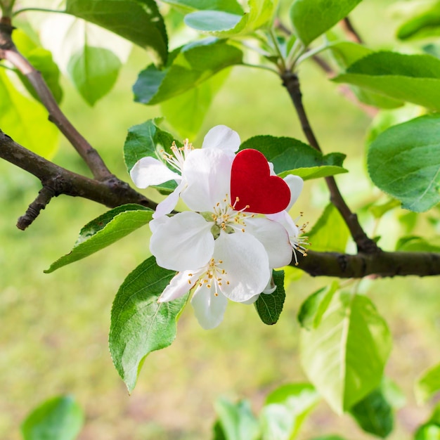 Serce z czerwonego papieru na kwiat jabłoni Koncepcja Walentynki