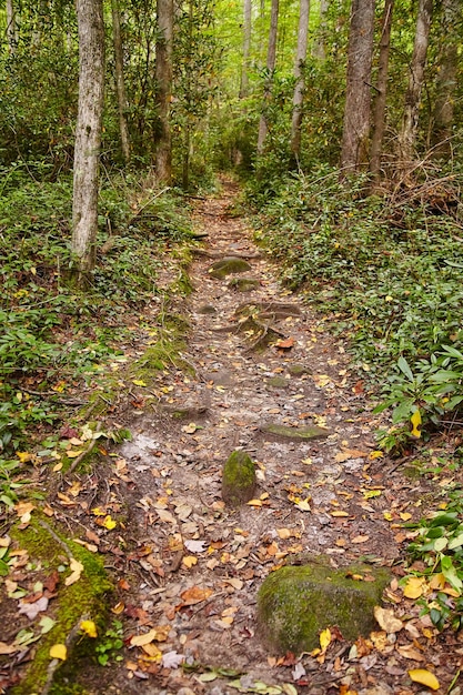 Serene Smoky Mountains Forest Trail w jesieni Hiker39s Eye View