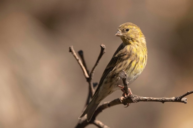 Serin Europejski Serinus Serinus Malaga Hiszpania