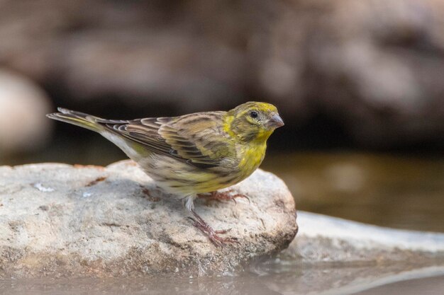 Serin Europejski Serinus Serinus Malaga Hiszpania