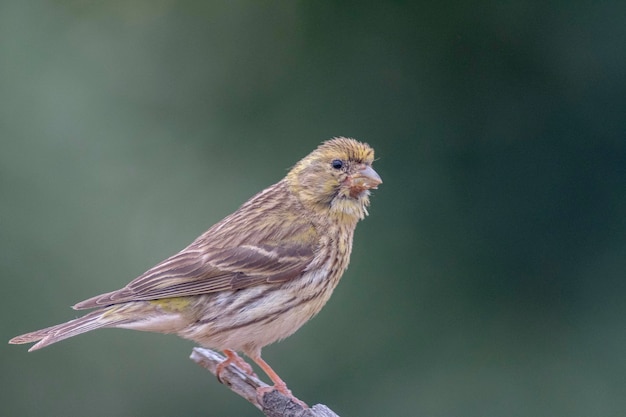 Serin europejski Serinus serinus Malaga Hiszpania