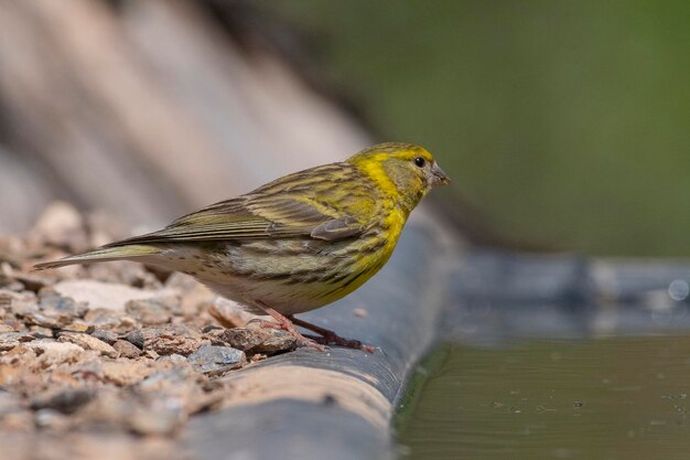 Serin europejski Serinus serinus Malaga Hiszpania