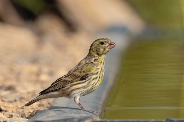 Serin Europejski Serinus Serinus Malaga Hiszpania