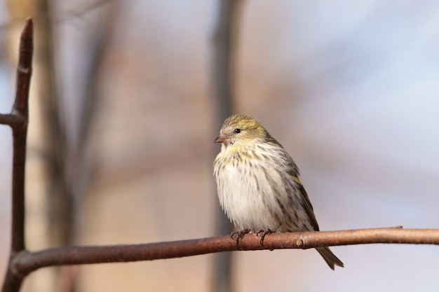 Serin Serinus serinus na gałązce