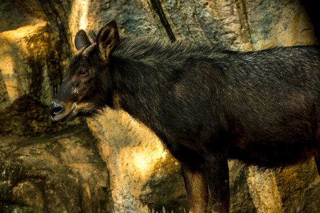 Serow stał patrząc na kamień.