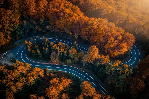 Serpentyna transfogaraska idąca przez las