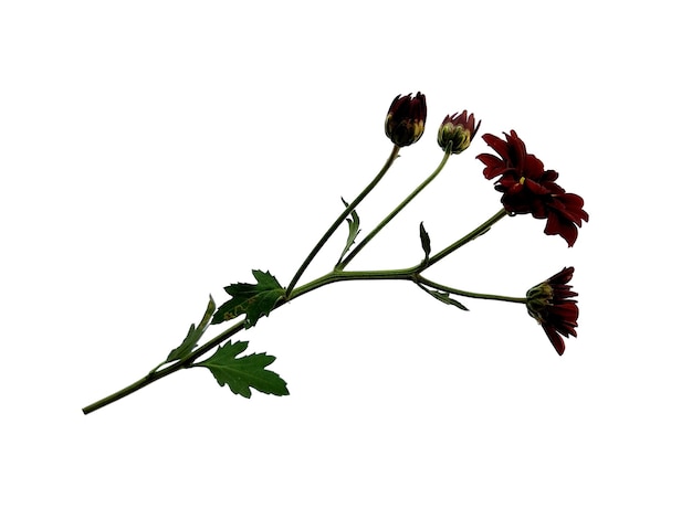 Zdjęcie seruni lub kwiat chryzantemy na białym tle