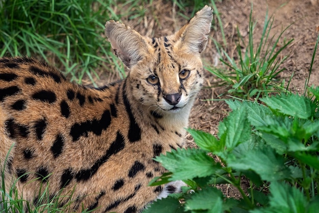 Serwal Kot Leptailurus Serwal Piękne Zwierzę I Jego Portret