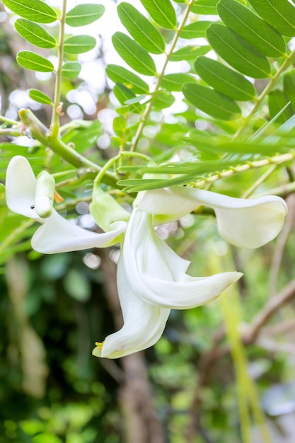 Sesbania Grandiflora Lub Kolibr Sesban Agasta Lub Sesbania Grandiflora