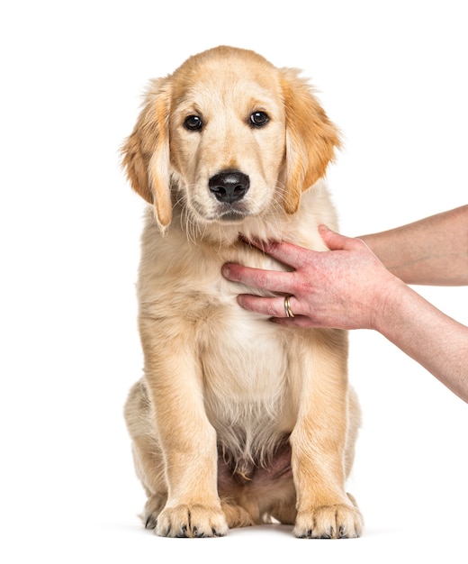 Sesja treningowa z Puppy golden retriever, 3 miesiące, na białym tle
