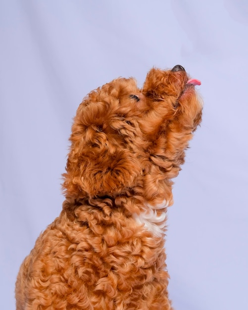 Sesja zdjęciowa psa pudla w kolorze czekoladowego futra w studio z szarym tłem i szczęśliwym wyrazem twarzy
