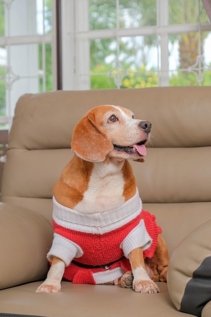 Sesja zdjęciowa psa rasy beagle sesja zdjęciowa zwierząt domowych z uroczym wyrazem twarzy