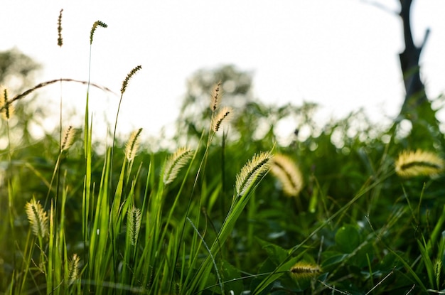 Setaria viridis w parku