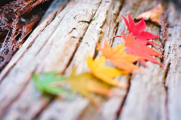 Sezon jesień kolorowy drzewo i liście