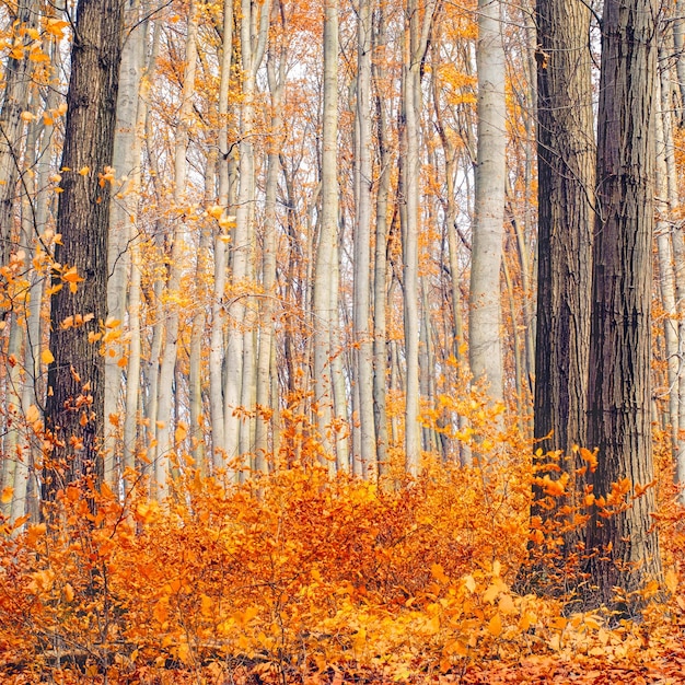 Sezon jesienny Jesienny las