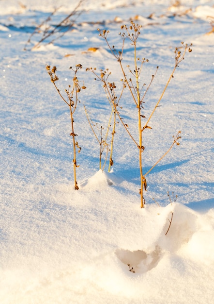 Sezon zimowy. Biały śnieg zasypuje zamkniętą trawę, która wysycha wraz z nadejściem chłodów.