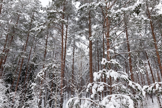 Sezon zimowy ze śniegiem w parku lub lesie i jodłami sosnowymi, mroźna zima w parku lub lesie w mrozach z sosnami i świerkami, drzewa iglaste w sezonie zimowym