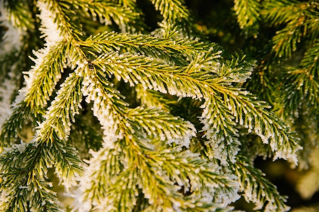 Sezon zimowy Zimozielona choinka z głównymi gałęziami pokrytymi białym śniegiem Piękno tkwi w naturze Naturalne tło i tekstura