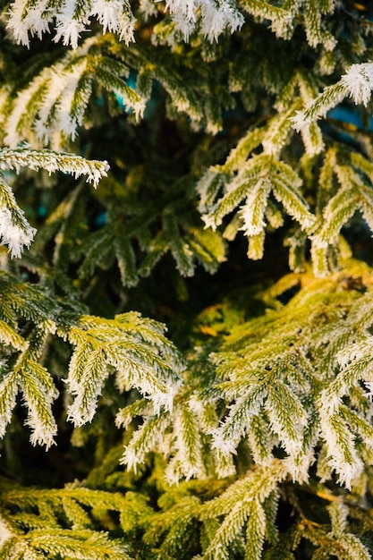 Sezon zimowy Zimozielona choinka z głównymi gałęziami pokrytymi białym śniegiem Piękno tkwi w naturze Naturalne tło i tekstura