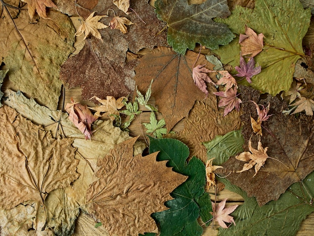 Sezonowe jesienne liście kolorowe