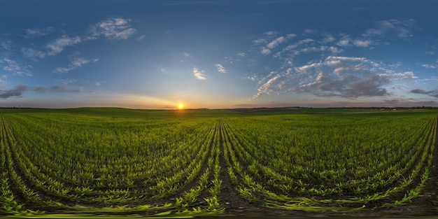 Sferyczna panorama 360 hdri wśród pól uprawnych z chmurami i słońcem na wieczornym błękitnym niebie przed zachodem słońca w równej prostokątnej, płynnej projekcji jako zamiennik nieba w panoramach dronów tworzenie gier