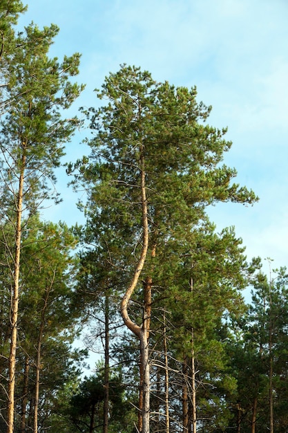 Sfotografowałem Wierzchołki Sosen, Sfotografowałem Zbliżenie Wierzchołka Sosen Rosnących W Lesie