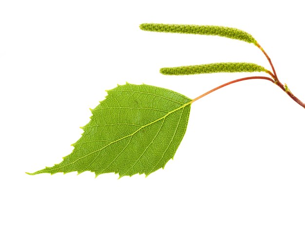 Sfotografowany na białym tle zielone młode liście brzozy
