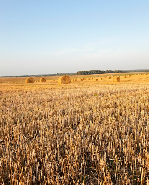 Sfotografowany stos słomy podczas zbioru zbóż