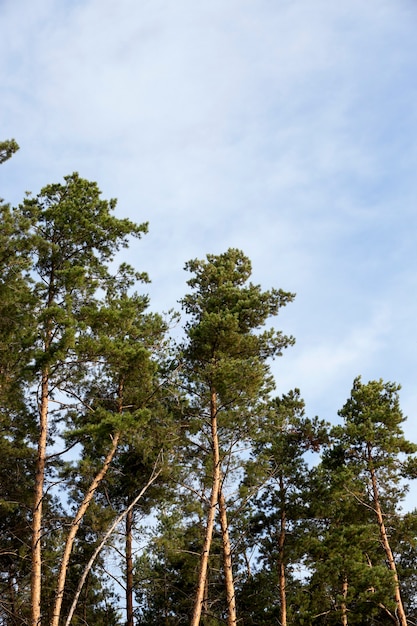 Sfotografowany z bliska wierzchołek sosen rosnących w lesie