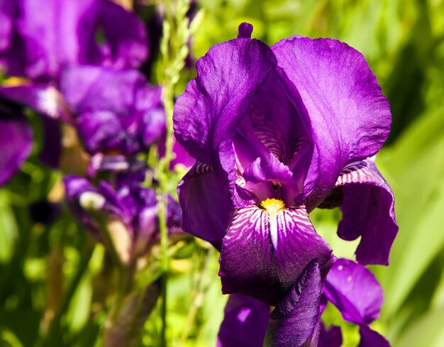 Sfotografowany Zbliżenie Kwiat Purpurowy Iris