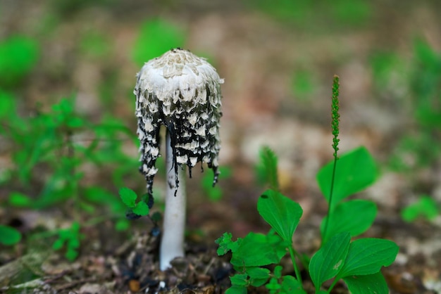 Shaggy Mane Grzyb w żywym lesie Liście Las jesienią po deszczach Jesień Delikatna paleta