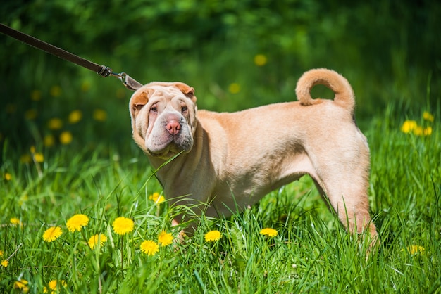 Shar Pei pies na smyczy