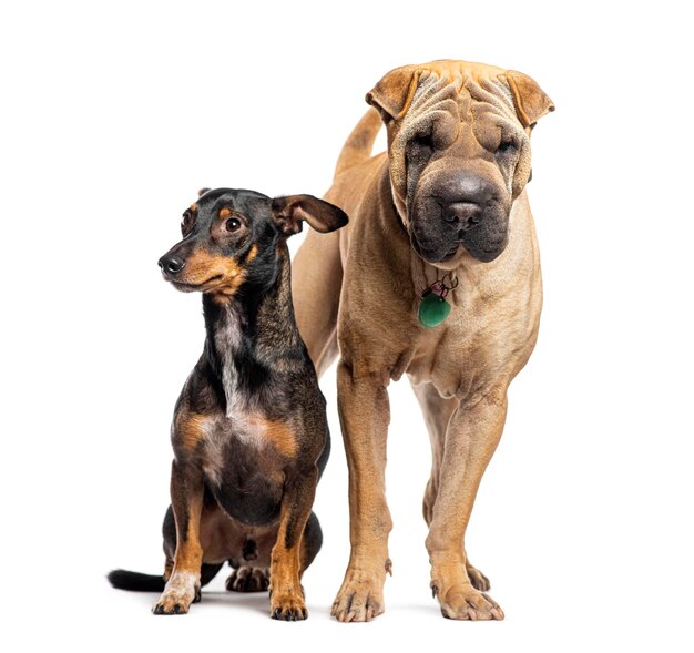 Sharpei i mongrel stoją razem, odizolowani na białym