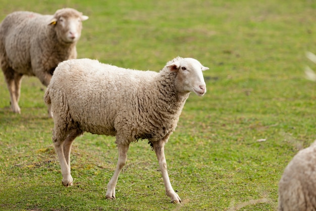 Sheeps Pasa W łące Z Zieloną Trawą