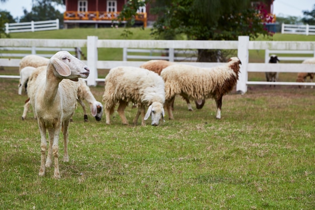 Sheeps w łące na zielonej trawie