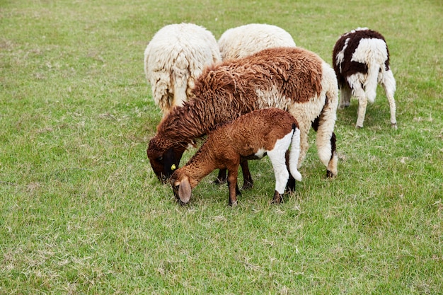 Sheeps w łące na zielonej trawie