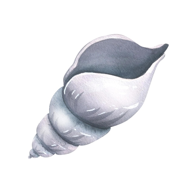 Shell sea spirala szary kolor Akwarela ilustracja Izolowany obiekt na białym tle z kolekcji BEACH VACATION Na lato i plażę do dekoracji i projektowania