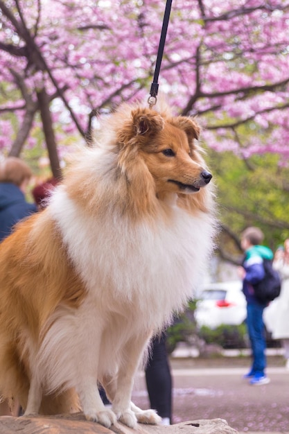 Sheltie szczeniak na tle drzewa sakura