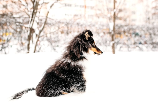 Sheltie szczeniak spaceruje zimą na zewnątrz, biały śnieg i skały, światło słoneczne, komunikacja ze zwierzakiem