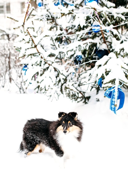 Sheltie szczeniak spaceruje zimą na zewnątrz, biały śnieg i skały, światło słoneczne, komunikacja ze zwierzakiem