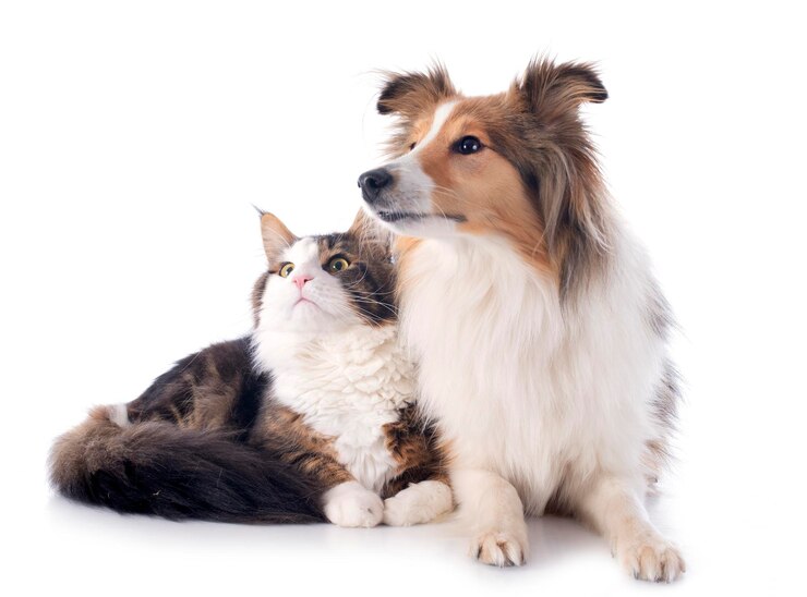 Shetland dog ans maine coon cat