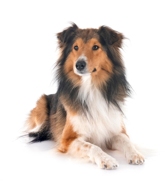 Shetland Sheepdog w studiu