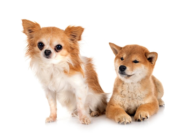 Shiba inu i chihuahua w studio