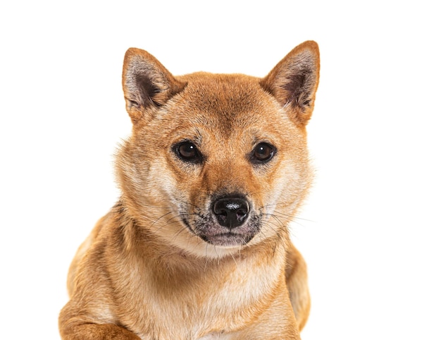 Shiba Inu izolowany na białym