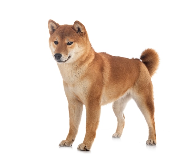Shiba inu na białym tle