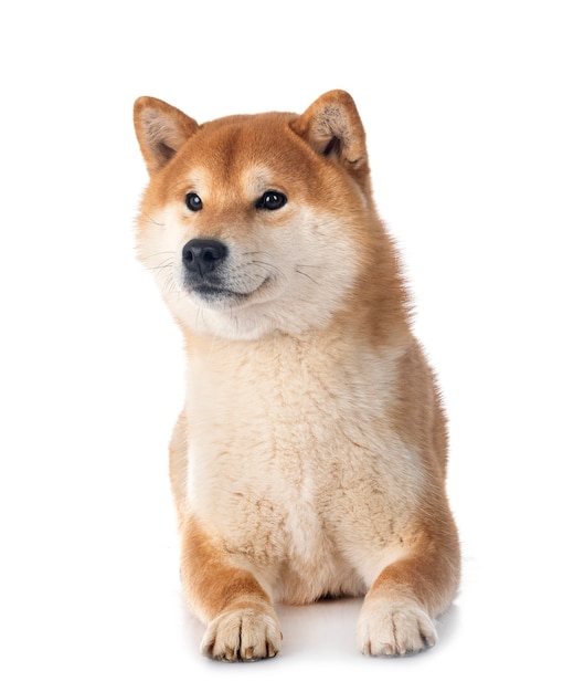 Shiba inu na białym tle