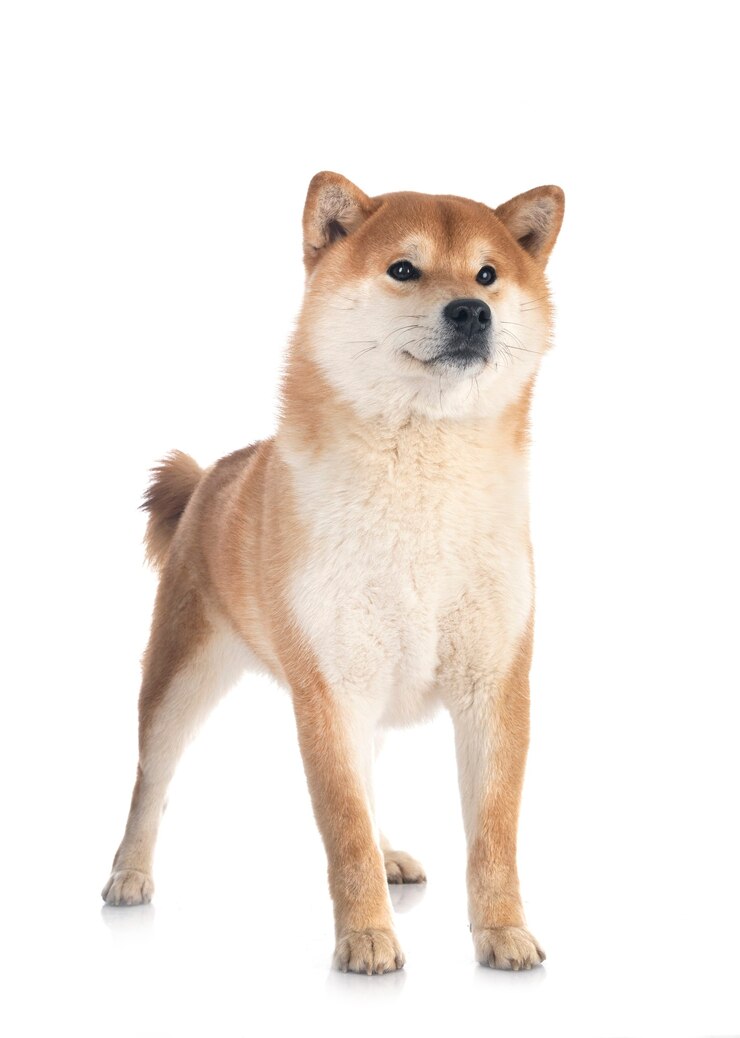 Zdjęcie shiba inu na białym tle